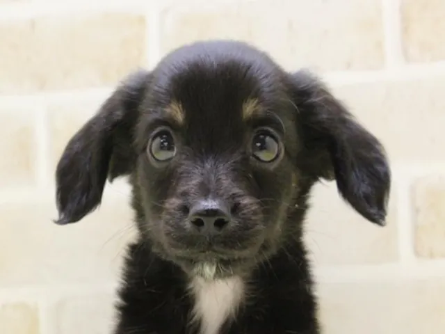群馬県のハーフ犬・ミックス犬 (ペッツワンFC高崎東部店/2025年4月14日生まれ/男の子/ブラックタン)の子犬